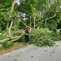 baum1.jpg