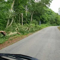 baum3.jpg