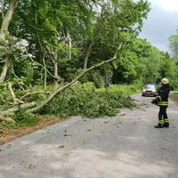 baum2.jpg